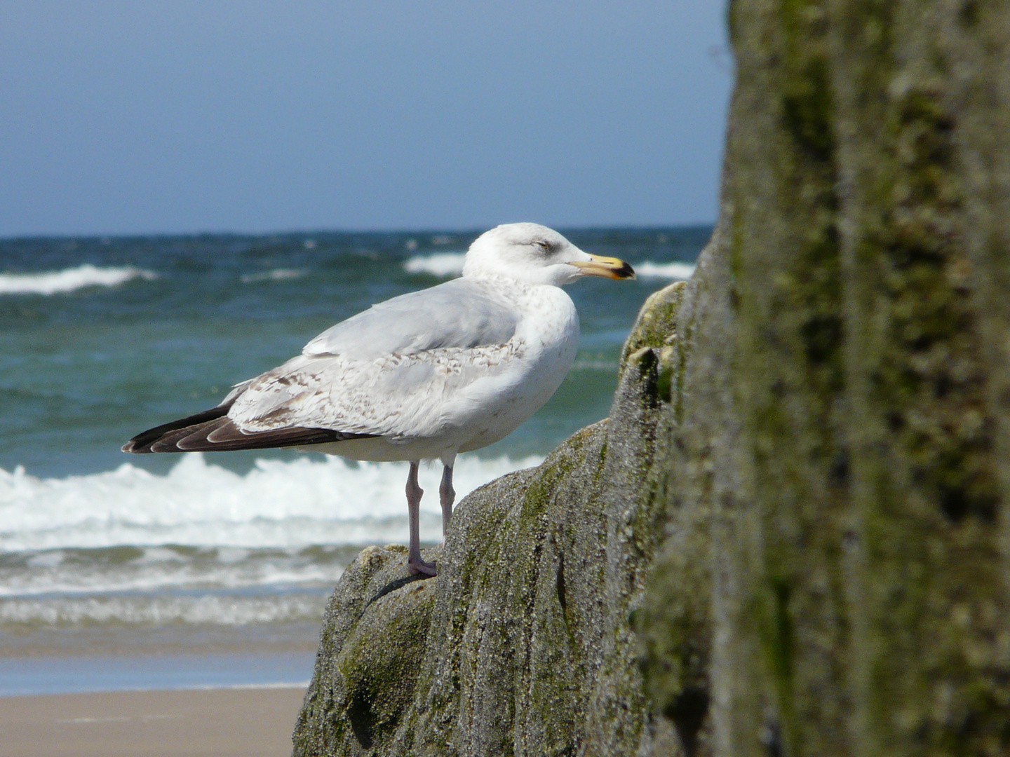 Schlafende Möwe auf Sylt