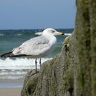 Schlafende Möwe auf Sylt