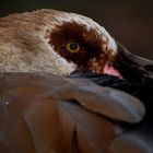 schlafende Nilgans