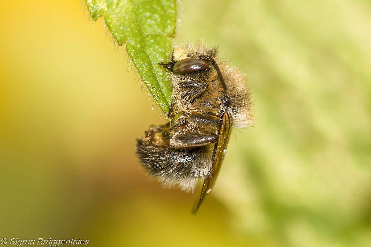 Schlafende Pelzbiene (Anthophora furcata)