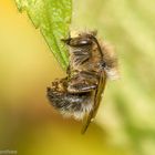 Schlafende Pelzbiene (Anthophora furcata)