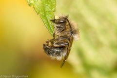 Schlafende Pelzbiene (Anthophora furcata)