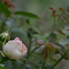 Schlafende Rose im Regen