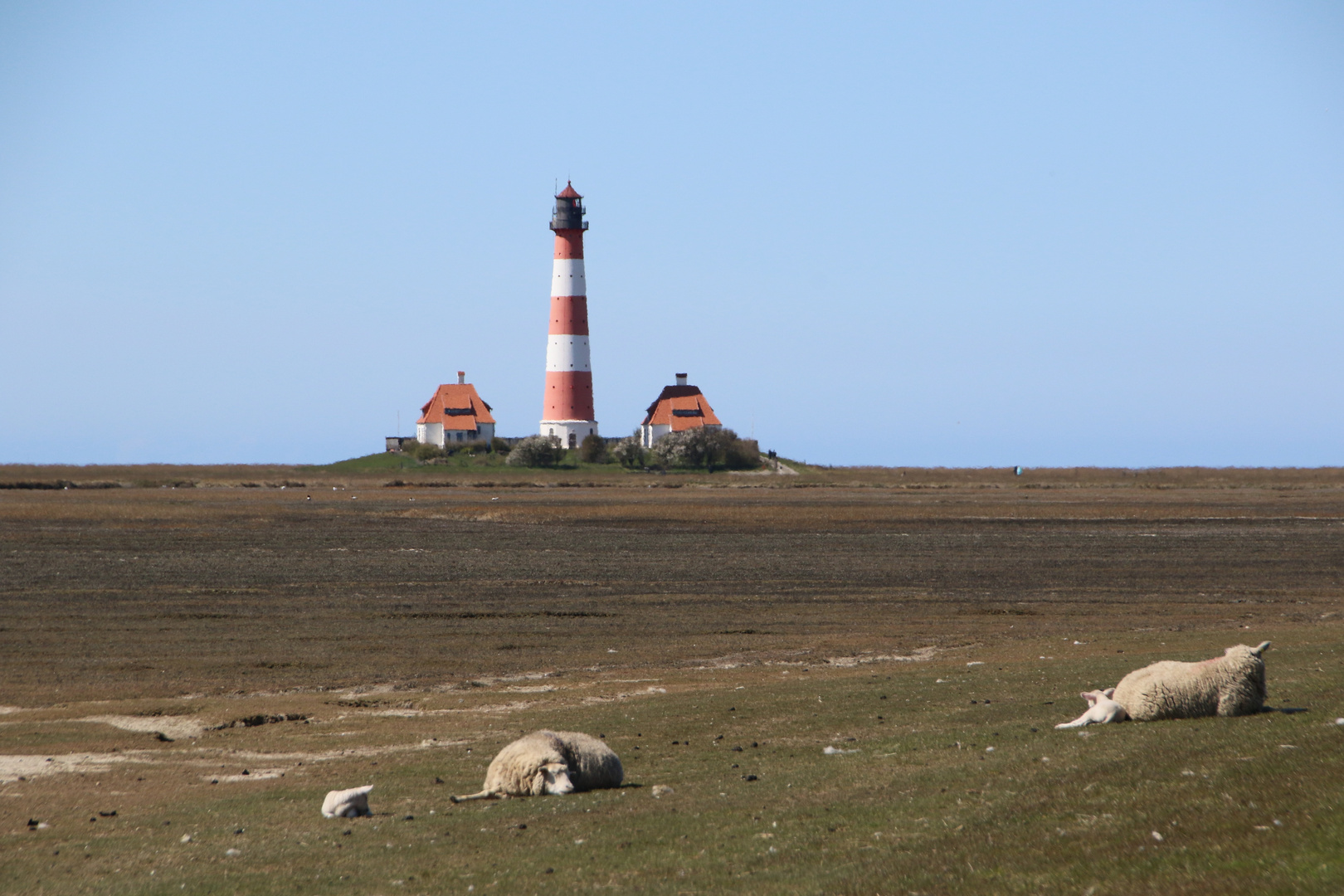 Schlafende Schafe vor Westerhever Leuchtturm 