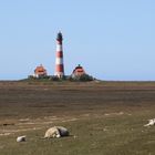 Schlafende Schafe vor Westerhever Leuchtturm 