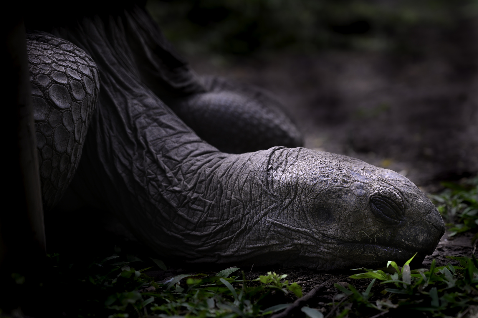 schlafende Schildkröte