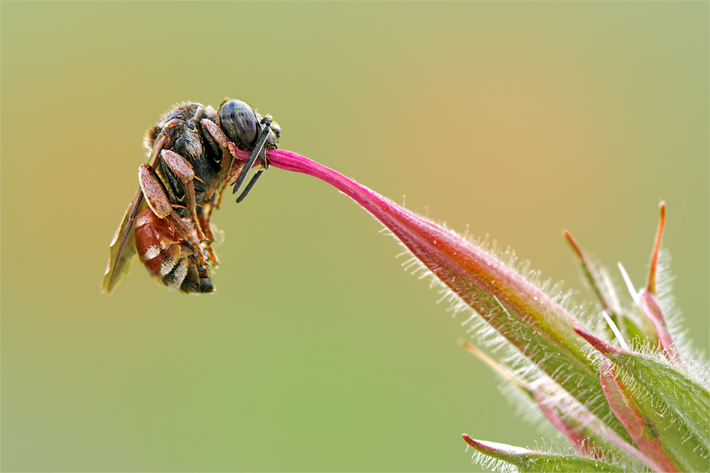 Schlafende Schmuckbiene