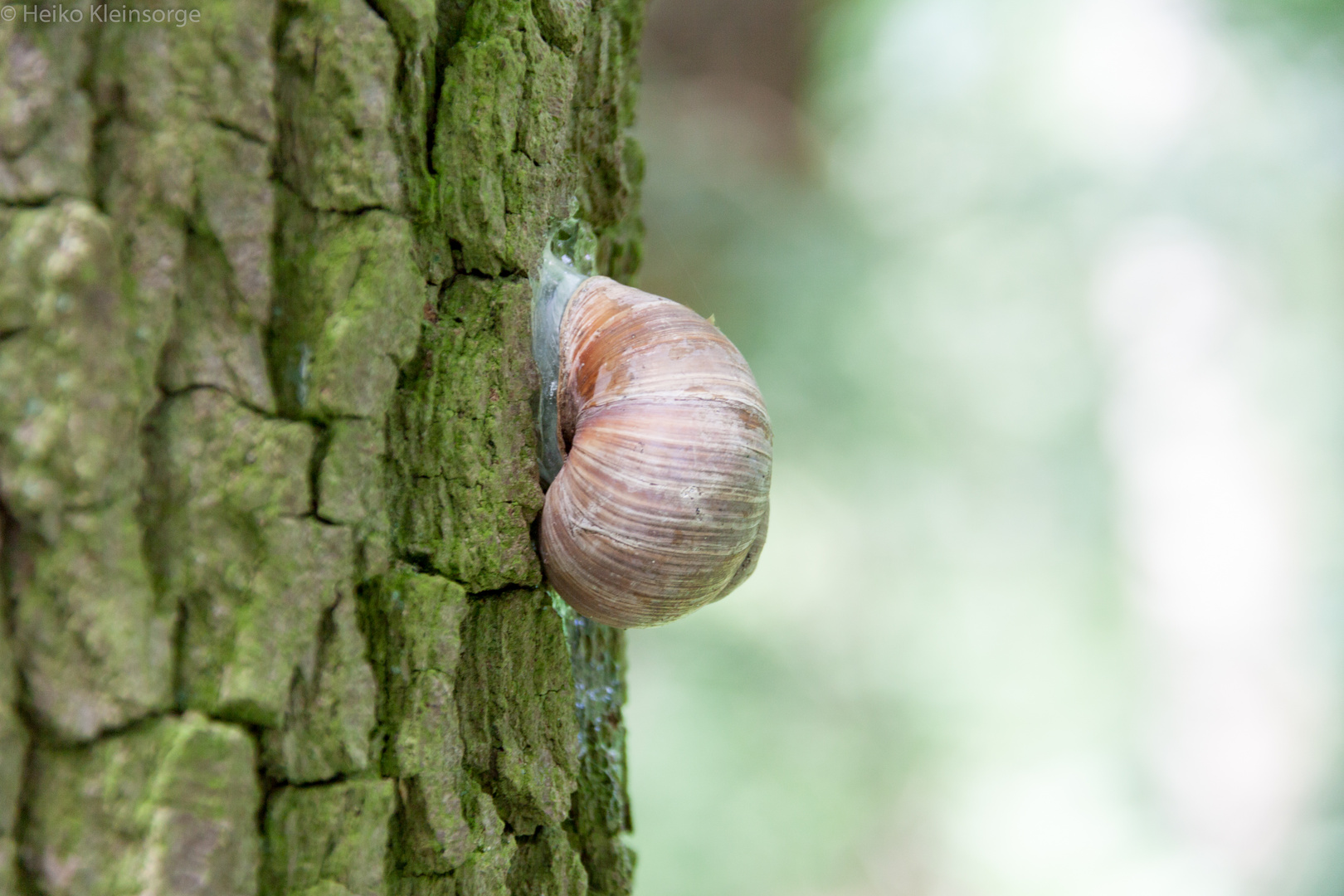 Schlafende Schnecke