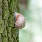 Schlafende Schnecke