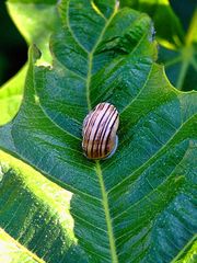 Schlafende Schnecke