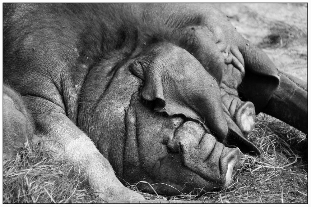 Schlafende Schweine von Susanne S. Jäger 