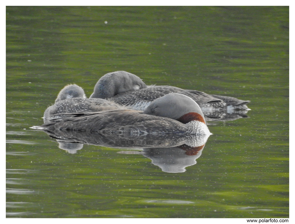 schlafende Sterntaucher