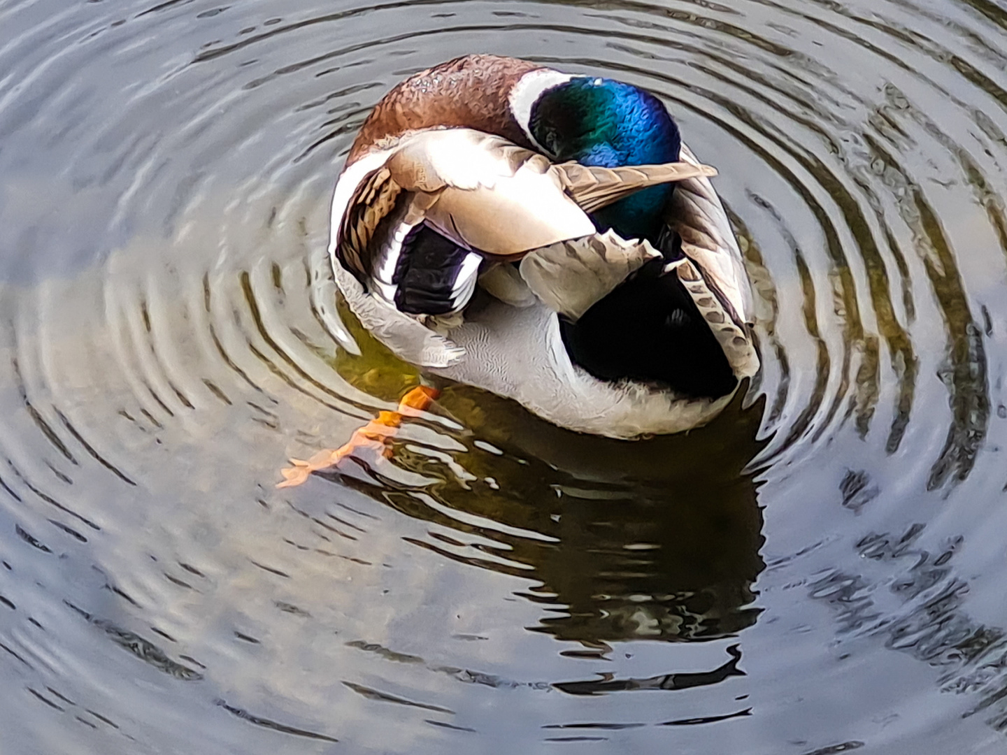 Schlafende Stockente