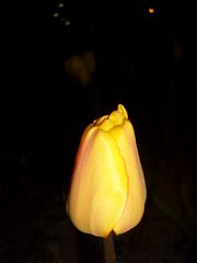 Schlafende Tulpe