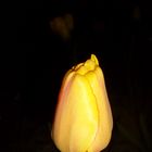 Schlafende Tulpe