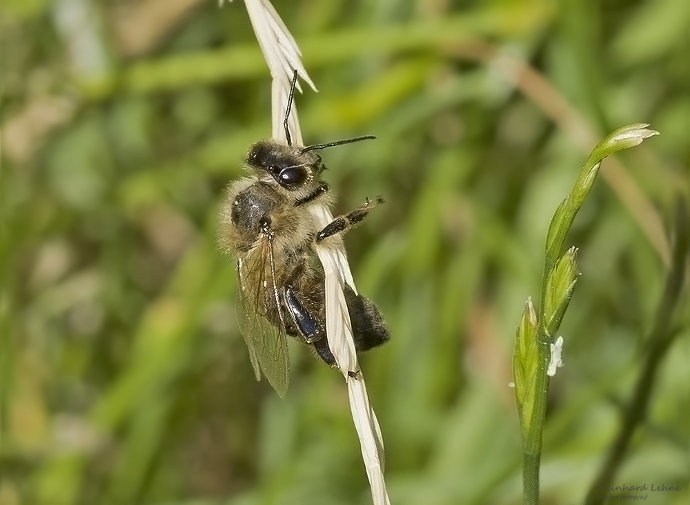  Schlafende Wildbiene