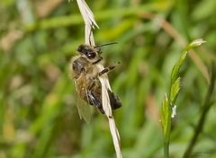  Schlafende Wildbiene