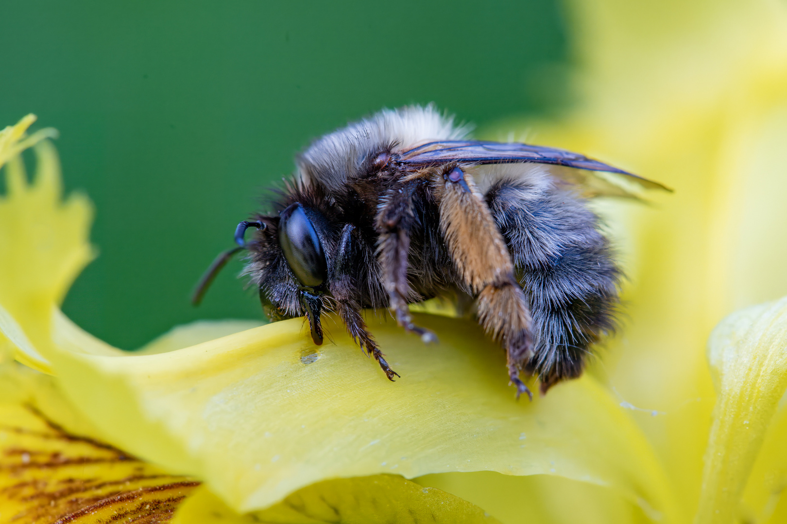 Schlafende Wildbiene auf Schwertlilie