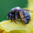 Schlafende Wildbiene auf Schwertlilie