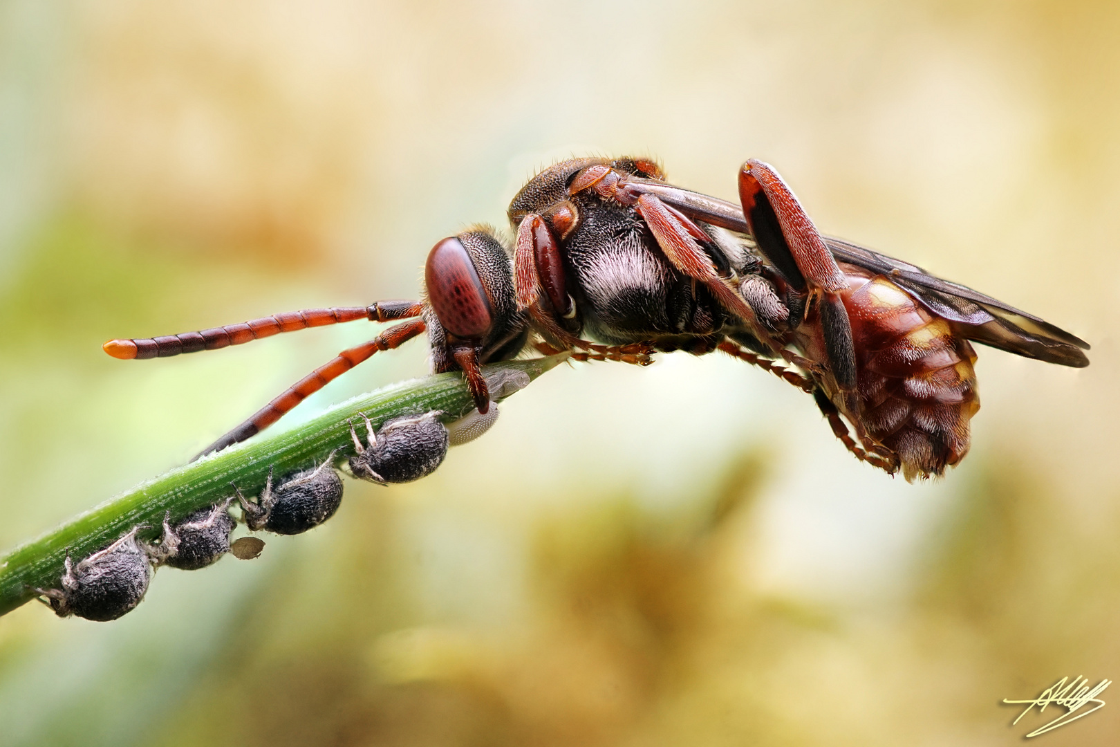 Schlafende Wildbiene mit Gesellschaft