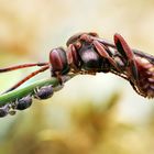 Schlafende Wildbiene mit Gesellschaft