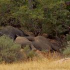 schlafende Wüstenelefanten