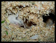 schlafende Zwerge in ihrer Höhle