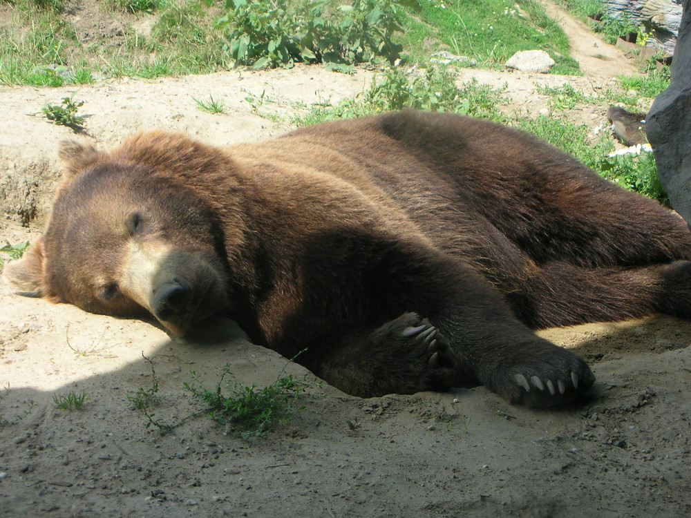 Schlafender Bär 2