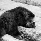 schlafender Bär