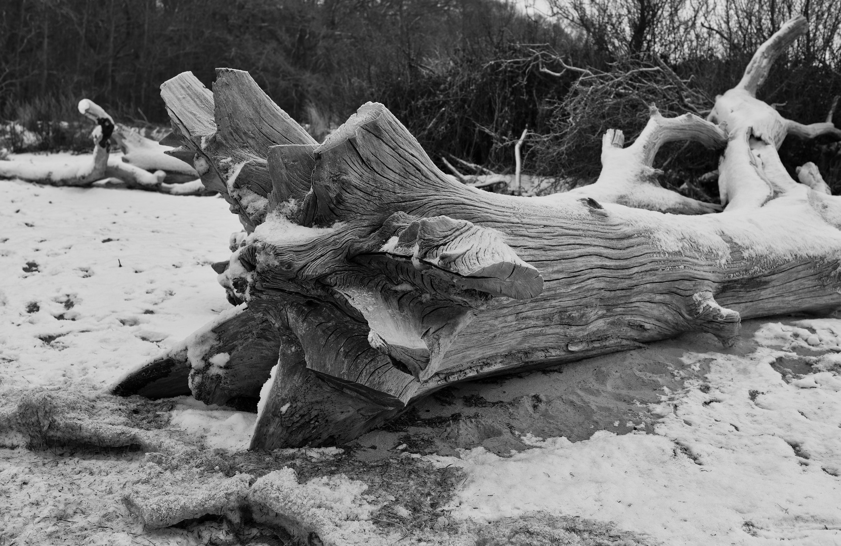 Schlafender Baum