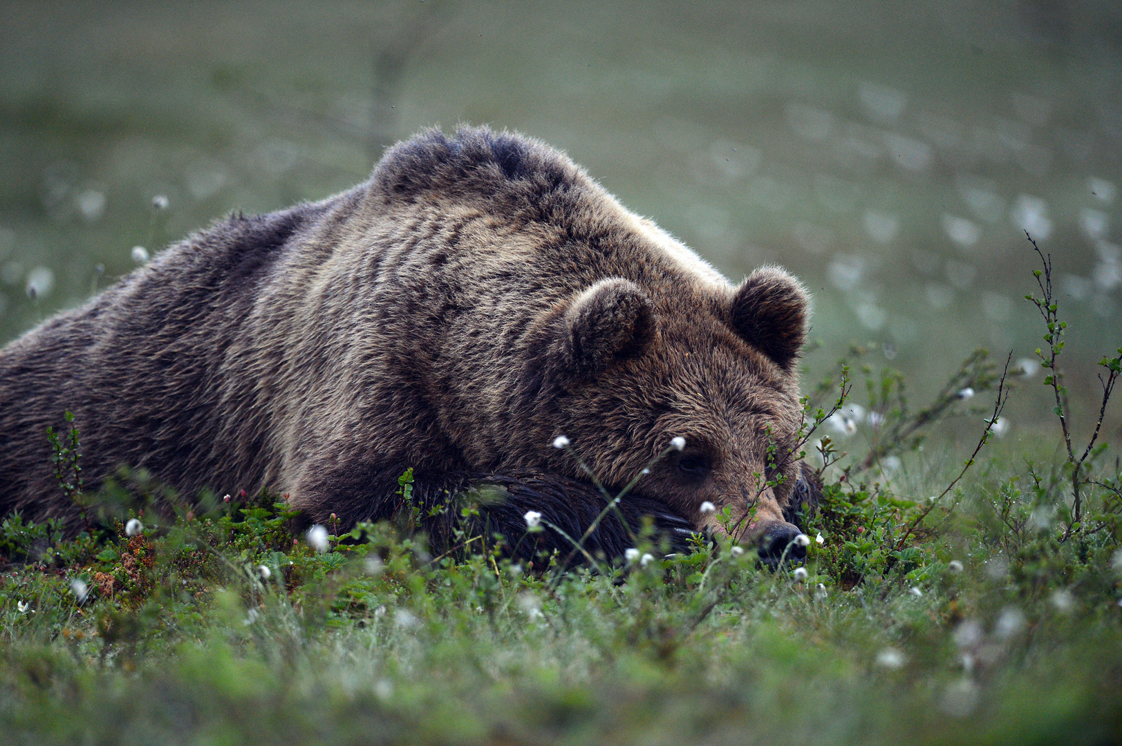 Schlafender Braunbär