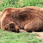 schlafender Braunbär (Ursus arctos)