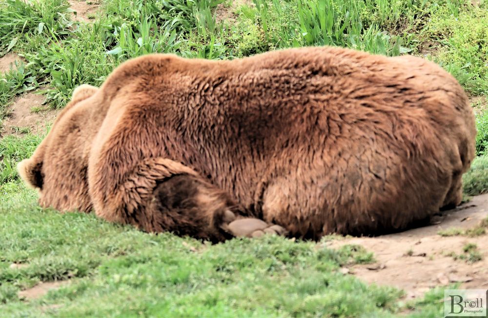 schlafender Braunbär (Ursus arctos)