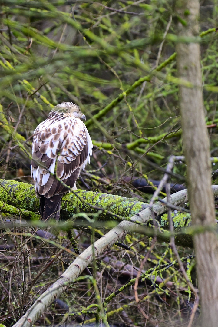 Schlafender Bussard