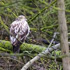 Schlafender Bussard