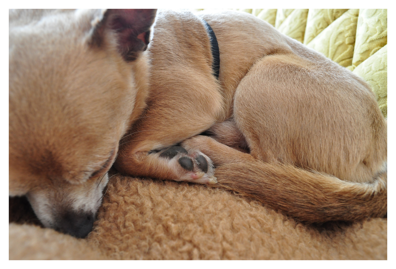 Schlafender Chihuahua