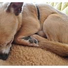 Schlafender Chihuahua