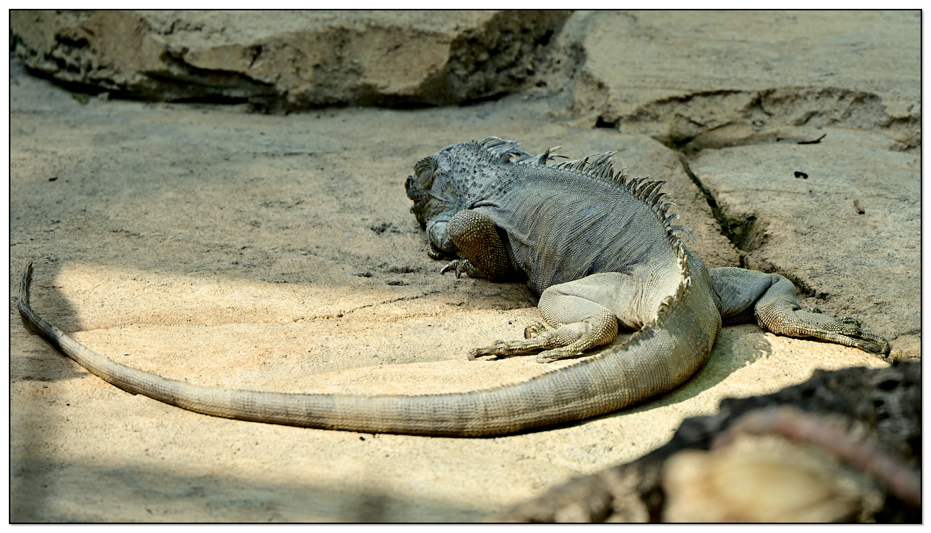 Schlafender Drache