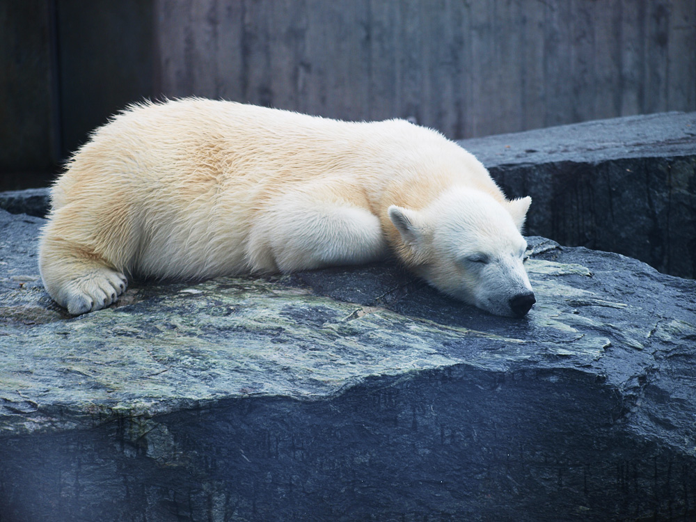 schlafender Eisbär by J. Sch.