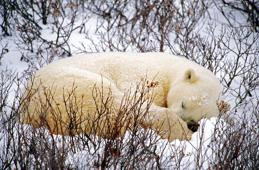 Schlafender Eisbär