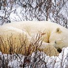 Schlafender Eisbär