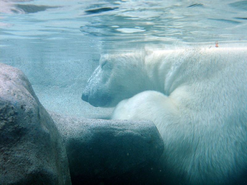 Schlafender Eisbär