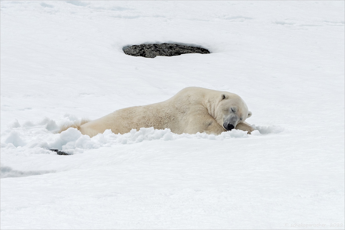 Schlafender Eisbär