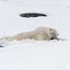 Schlafender Eisbär