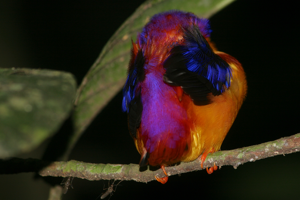 schlafender Eisvogel