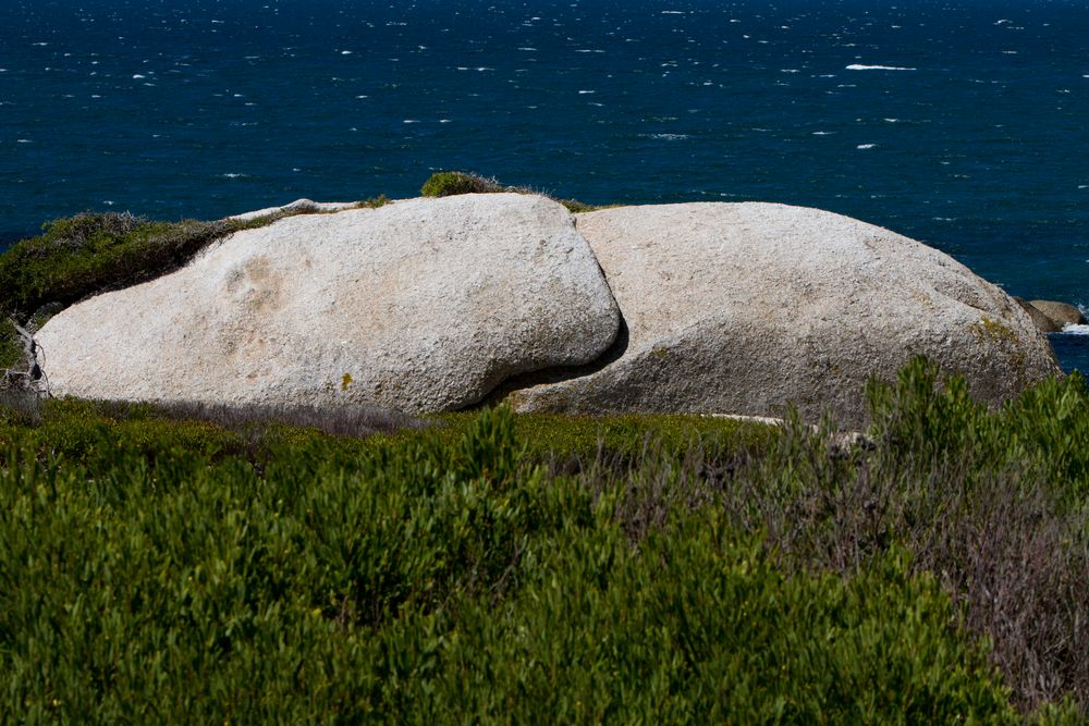 schlafender Elefant