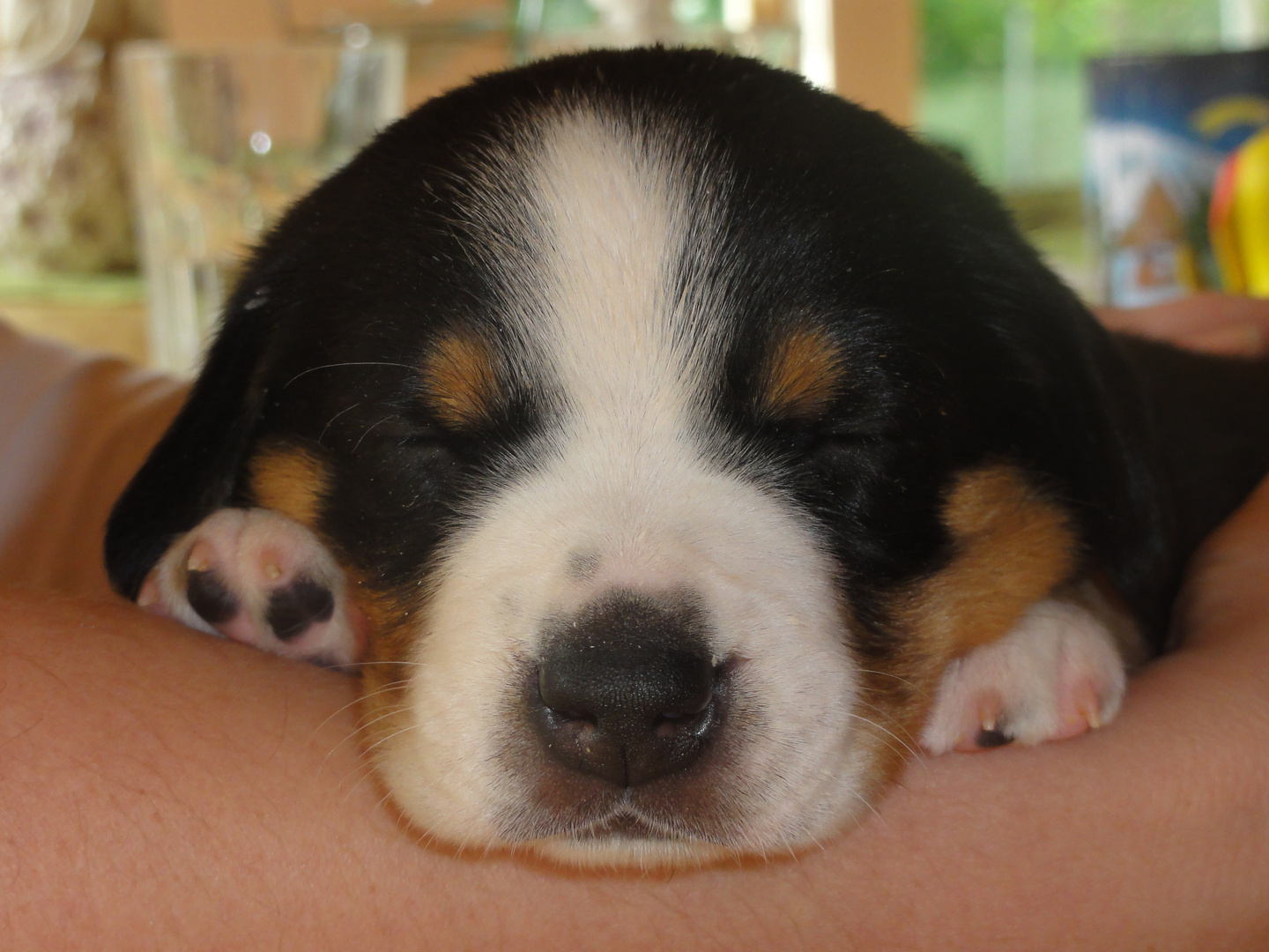 schlafender Entlebucher Sennenhund Welpe