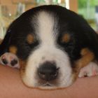 schlafender Entlebucher Sennenhund Welpe