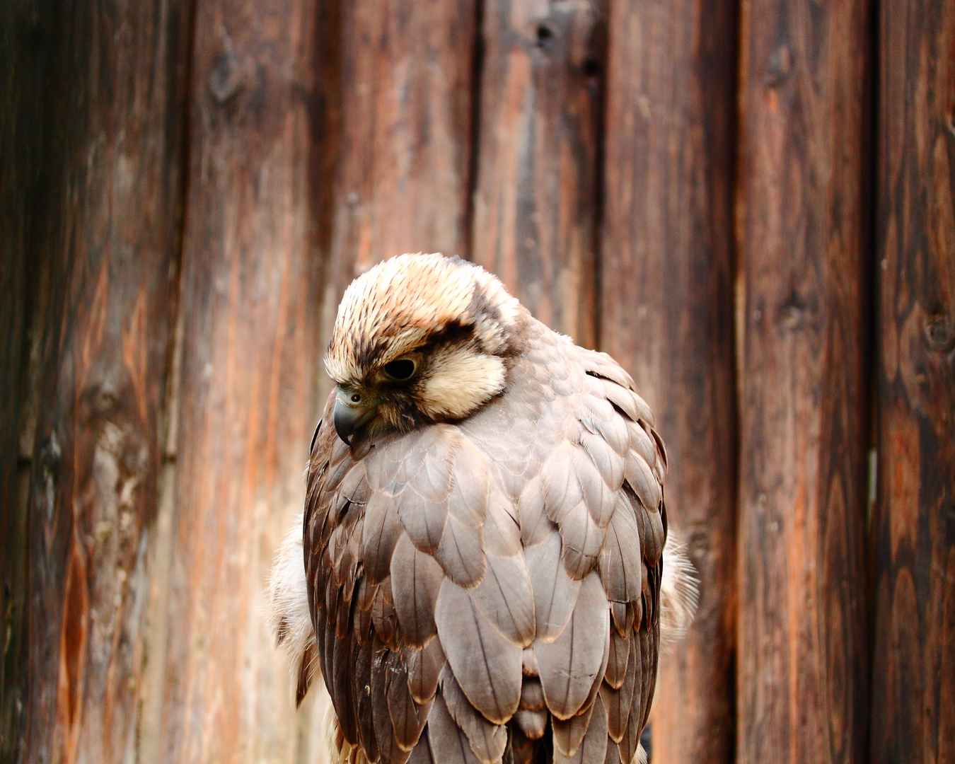 schlafender Falke in Hellenthal