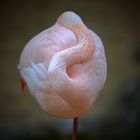 Schlafender Flamingo